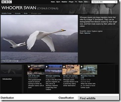 BBC - Wildlife Finder - Whooper swan facts, pictures & stunning videos